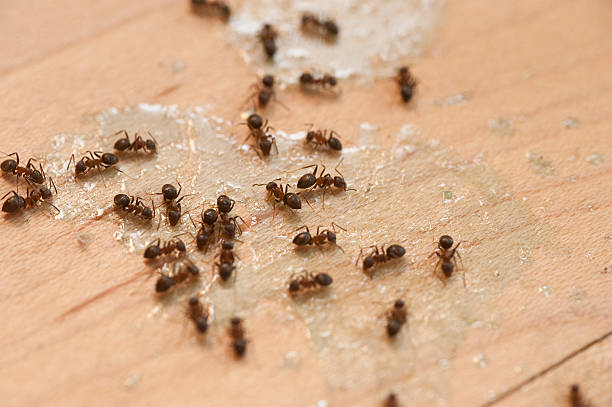 Best Best Pest Control Companies  in Williamsburg, FL